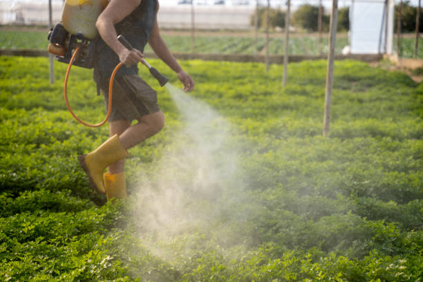 Best Wasp Removal Services  in Bayou Country Clu, LA
