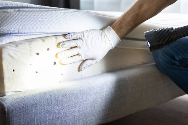 Best Bed Bug Extermination  in Bayou Country Clu, LA