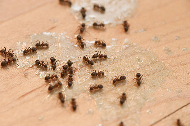 Best Pest Prevention Services  in Bayou Country Clu, LA